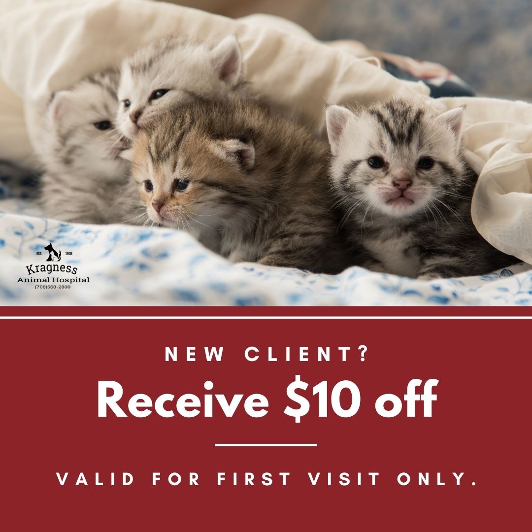 Chicago, IL 60628 Veterinarian Kragness Animal Hospital